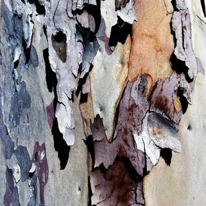 Eucalyptus pachycalyx (feat. Dick.Chainey) (Explicit)