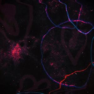 THE DARKNESS (Explicit)