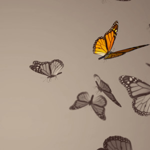 Butterflies