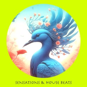 Sensations & House Beats