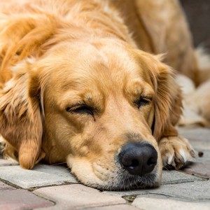 Mascotas Ritmos Tranquilos