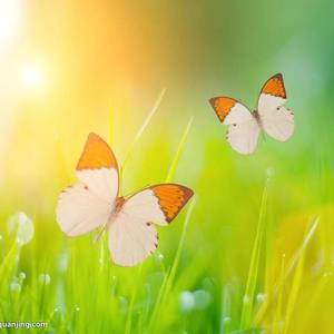 女王殿下 (Acoustic)