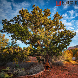 玫瑰花的吻 (钢琴版)