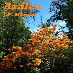 Azalea