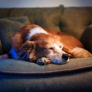 Los Ritmos Acogedores Reducen La Ansiedad