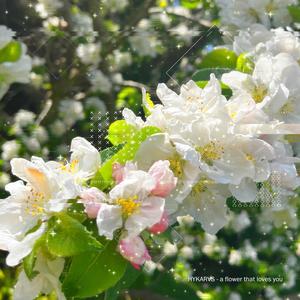 a flower that loves you