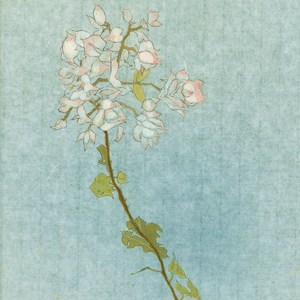 晴日树影 Komorebi