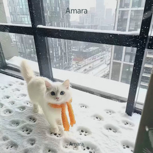 花雨弄 (Amara remix)