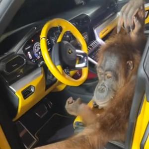 44 Spinner (feat. Sus, 2smokeyy, Broadday, strika, POG FROG, Teeway, Ridla, Baby Mane & RondoMontana) (Explicit)