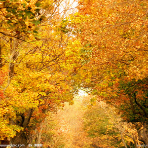 时光不会停留在那些多愁善感的秋