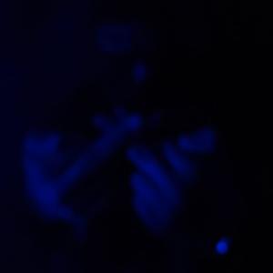 Bastarda Maldita (feat. BCalee) (Explicit)