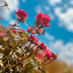 Amazing Dreams (Explicit)