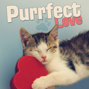 Purrfect Love