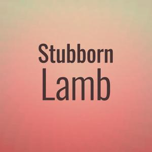 Stubborn Lamb