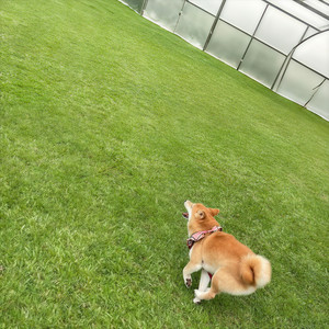 WHOGOTBARS? (feat. shinylungs⁺₊✧)