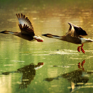 阿锋 - 爱的世界里再也没有你