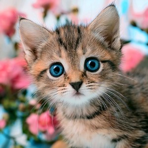 Una Siesta Suave Junto A La Ventana