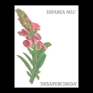 Desapercibida (Explicit)