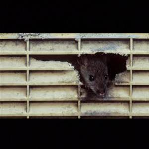Rat (feat. Twanrackz) (Explicit)