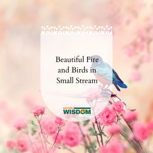 Soothing Birds of Rainforest