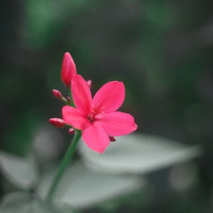 小小 (翻奏: 容祖儿)