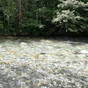 La Rivière et la Forêt
