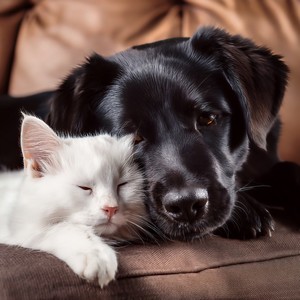 Tiny Heart In The Big Silence