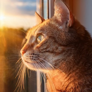 A Tail Wrapped Around Peace