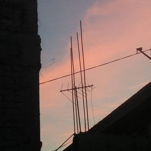 Tulipanes y colibríes