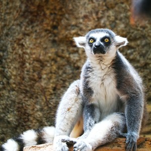 Lemur(feat. Bodega beats) (Explicit)