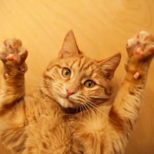 Том и Джерри