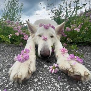 DOG (feat. Blueface, Fenix Flexin & dipstick) (Explicit)