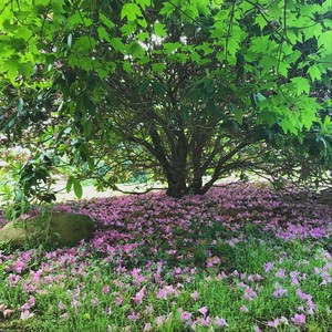 Line 47 - Josie's Orange Animal