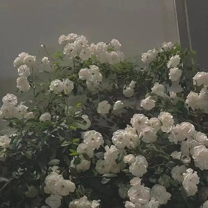 奇思妙想喜羊羊-北北昼