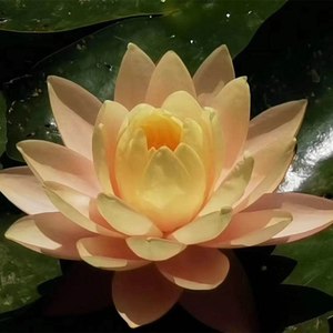 泽翁仁真活佛长寿祈祷经
