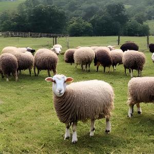 Happy Flock