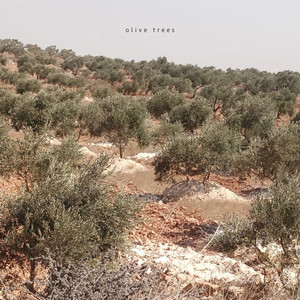 olive trees