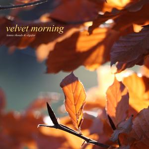 Velvet Morning