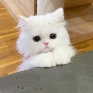 Cego Em Tiroteio (Explicit)