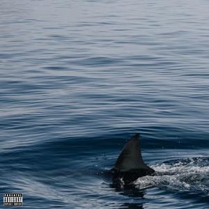 SHARK (Explicit)