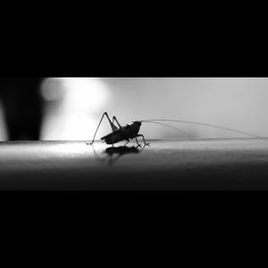 那些灿烂的日子不属于