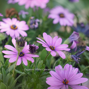 美食节目万能配乐