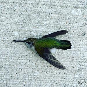 Kratom Kingdom (feat. FAT T) (Explicit)