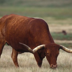 La maquinASMR (feat. El toro, Moise, Misk & Ine) (Moise Studios)