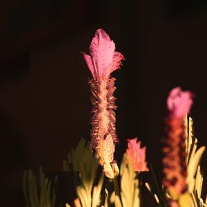 Lavender (feat. Tayla)