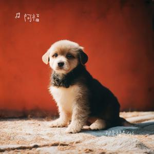 不将就-乐碟