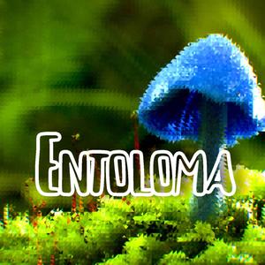Entoloma