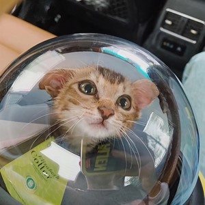 风 是秋的味道了 (prod.Fantom)