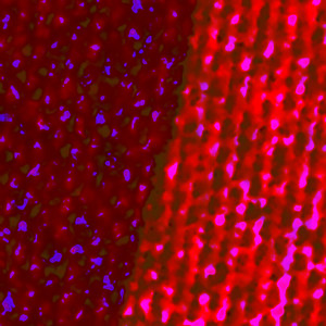 cant always save the fallen (Explicit)