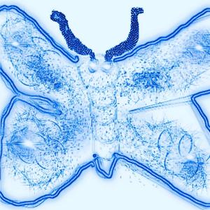 Through The Gladed Shade